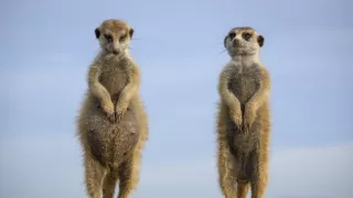 Zázračná planeta: Dynastie II (1/6)