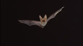 David Attenborough: Život savců (3)