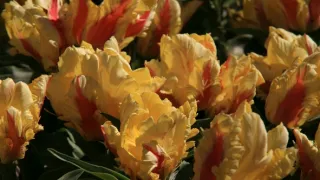 Na cestě po Holandsku