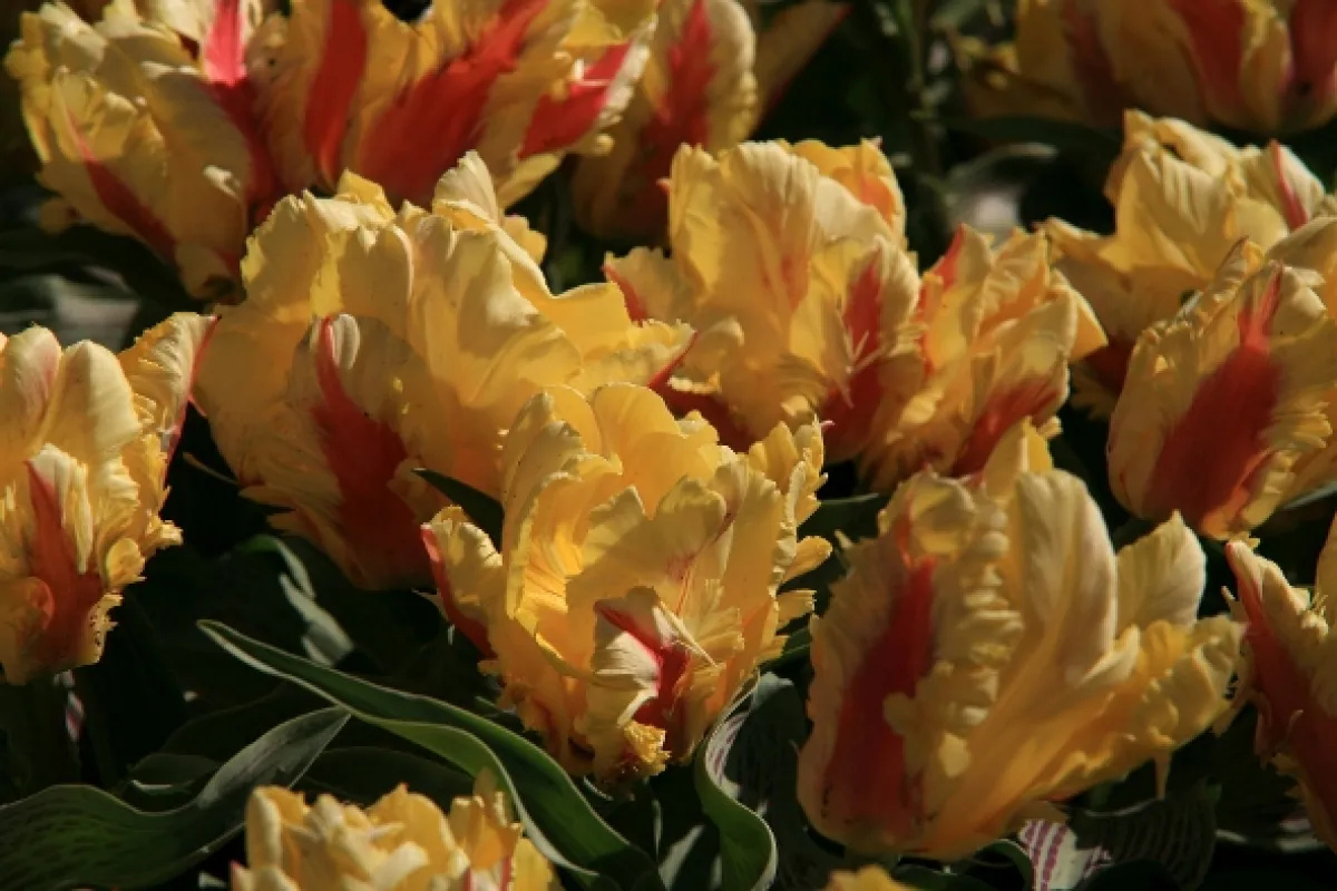 Na cestě po Holandsku, 2010 - fotogaléria