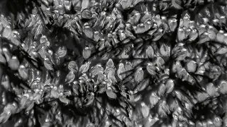 Divoké ostrovy (2/5)