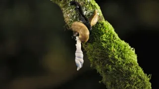 Divoké ostrovy (2/5)