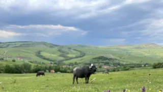Co znamená divočina
