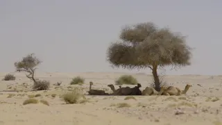 Katar: Perly pouště
