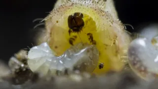Divoké ostrovy (3/5)
