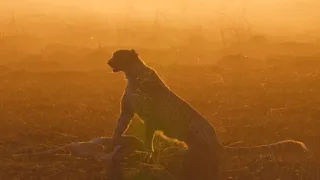 Zázračná planeta: Velké kočky ve dne v noci (2/6)