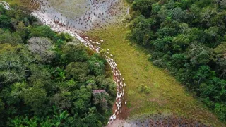 Pantanal - brazilský přírodní zázrak