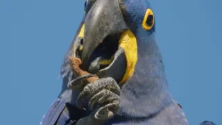 Pantanal - brazilský přírodní zázrak