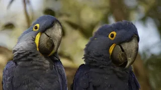 Pantanal - brazilský přírodní zázrak