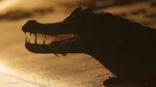 Pantanal - brazilský přírodní zázrak