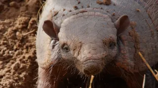 Pantanal - brazilský přírodní zázrak