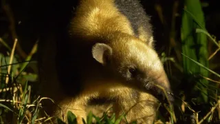 Pantanal - brazilský přírodní zázrak