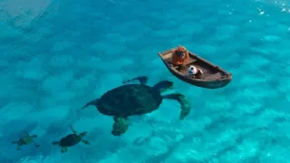 Medvedík panda v Afrike