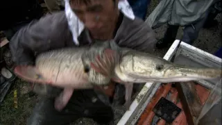 Království divočiny: Kostlíni, Spojené státy