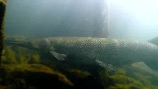 Království divočiny: Kostlíni, Spojené státy