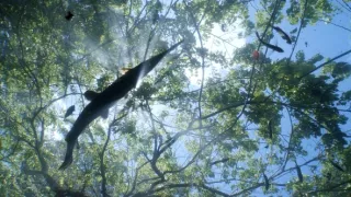 Království divočiny: Kostlíni, Spojené státy