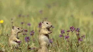 David Attenborough: Život savců (4)