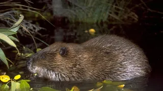 David Attenborough: Život savců (4)
