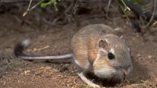 David Attenborough: Život savců (4)