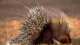 David Attenborough: Život savců (4)