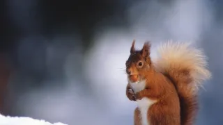 David Attenborough: Život savců (4)
