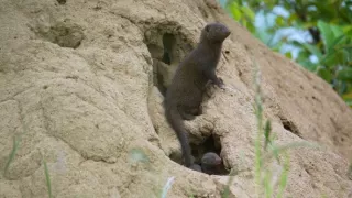 Soužití v africké divočině