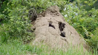 Soužití v africké divočině