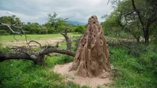 Soužití v africké divočině