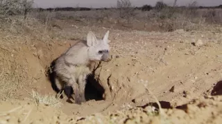 Soužití v africké divočině