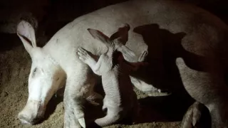 Soužití v africké divočině
