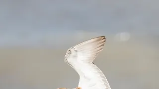 Tažní ptáci: Rok na křídlech