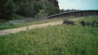 Zvířecí přechody