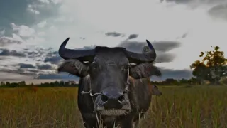 Na cestě po Surinu