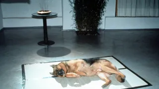 Rex felügyelő (5)