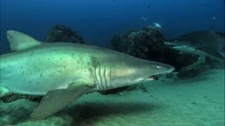 Mocné oceány (1)