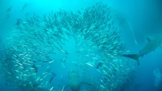Mocné oceány (1)