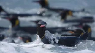 Zázračná planéta: Tučniaky - stretnutie s rodinou