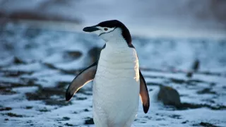 Zázračná planéta: Tučniaky - stretnutie s rodinou