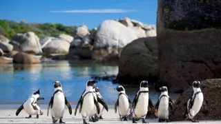 Zázračná planéta: Tučniaky - stretnutie s rodinou