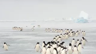Zázračná planéta: Tučniaky - stretnutie s rodinou