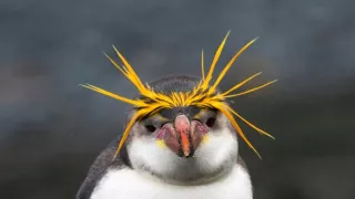 Zázračná planéta: Tučniaky - stretnutie s rodinou