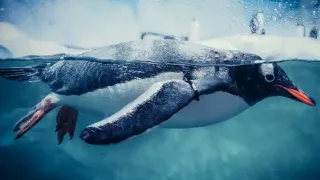 Zázračná planéta: Tučniaky - stretnutie s rodinou