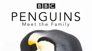 Zázračná planéta: Tučniaky - stretnutie s rodinou