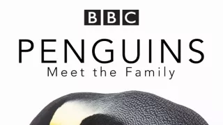 Zázračná planéta: Tučniaky - stretnutie s rodinou