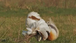 Koridory života