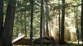 Darkwoods: Perla Britské Kolumbie