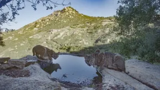 Divoké San Diego