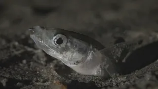 Divoké San Diego