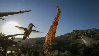 Divoké San Diego