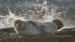 Divoké San Diego